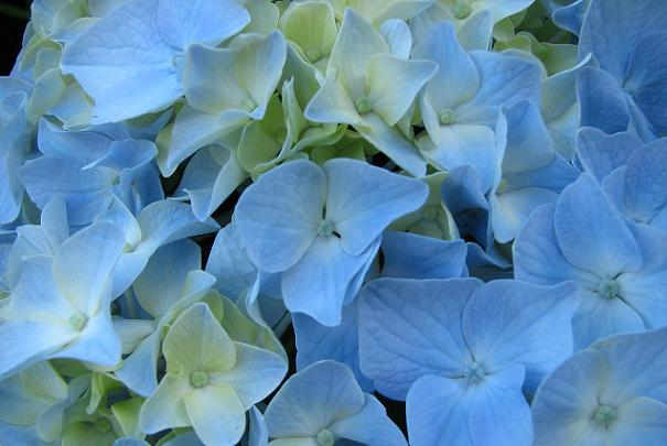 Conserver des hortensias bien bleus