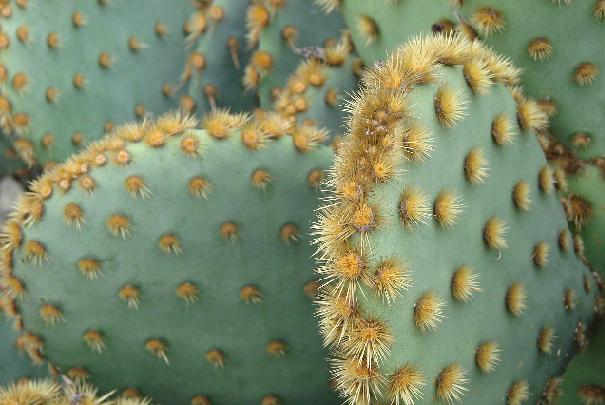 enlever_epine_sous_la_peau enlever_epine_sous_la_peau