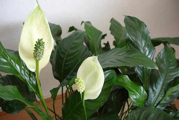 Faire briller les feuilles des plantes vertes