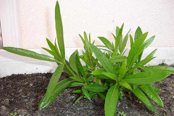 Faire repousser un laurier rose que l’on croyait perdu