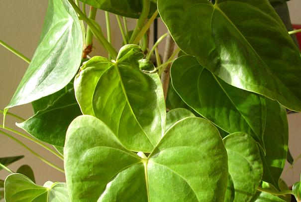 nettoyer_grosses_feuilles_plante_verte nettoyer_grosses_feuilles_plante_verte