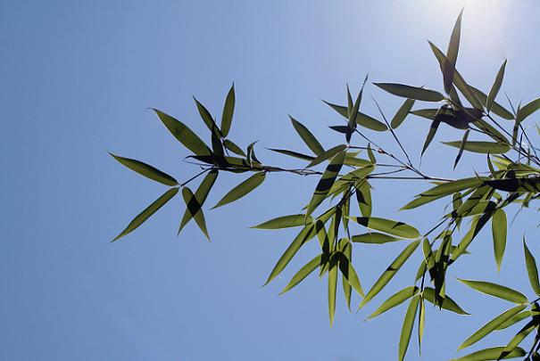 Arroser les plantes pendant les vacances ou les absences prolongées