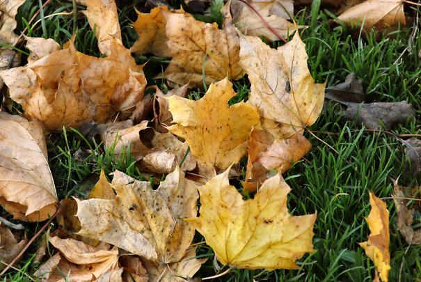 Ramasser les feuilles mortes sans effort