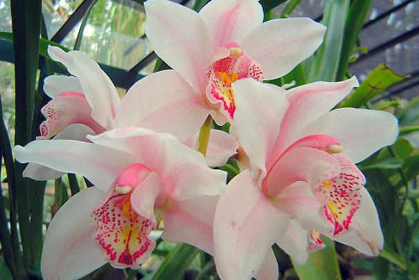 soin_pour_orchidee