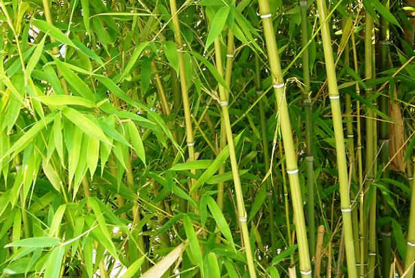 Comment empêcher un bambou de proliférer partout ?