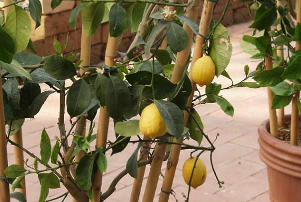 Bien faire passer l’hiver à un citronnier en pot