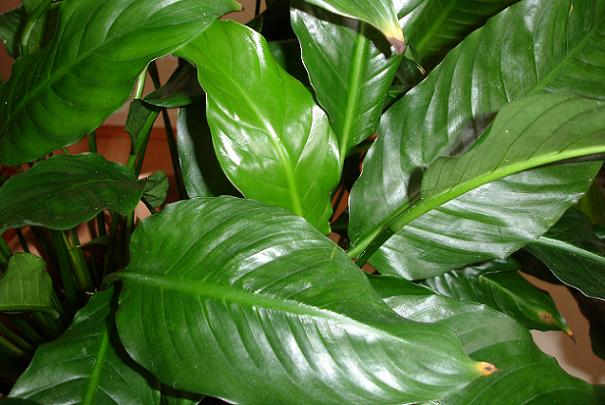 Quel mélange de terre est idéal pour les plantes vertes ?