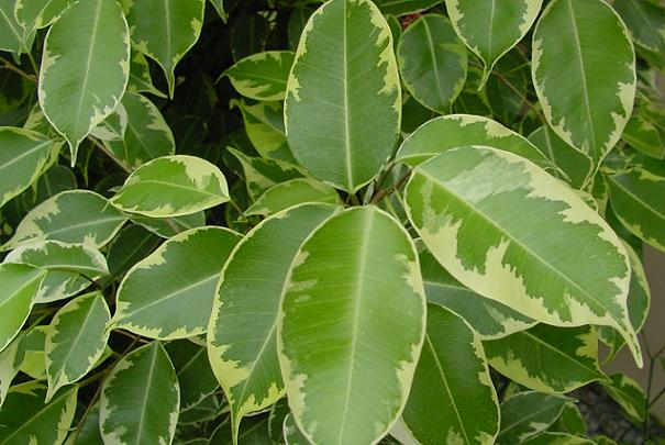 Comment obtenir une croissance homogène du ficus ?