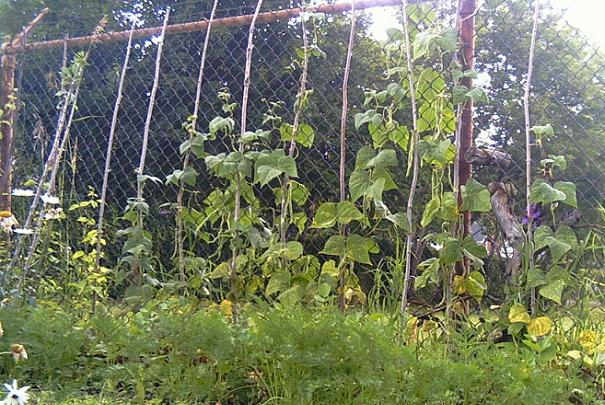 savoir_si_graines_haricot_encore_bonnes