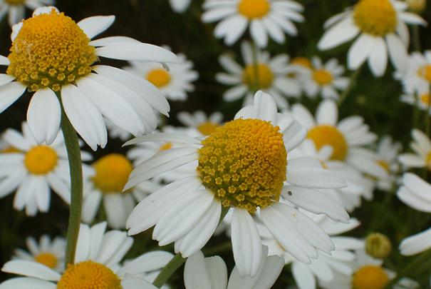 Vertus des plantes aromatiques ou fleuries