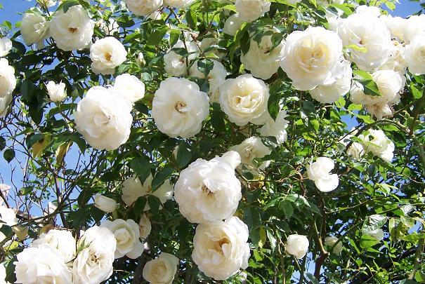 Quelle est la bonne période pour planter les rosiers vendus en sachet ?