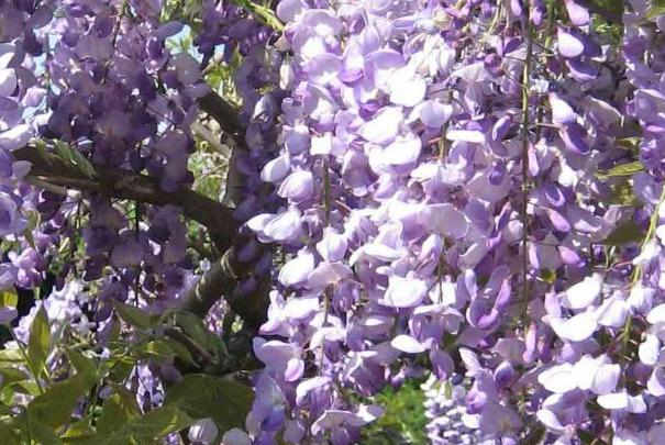 Comment entretenir et tailler une glycine ?