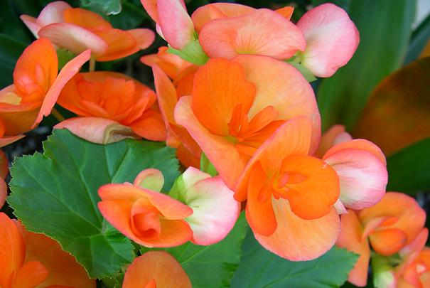 plantes_pour_salle_de_bain