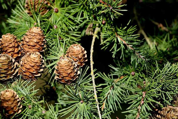 recyclage_sapin_noel_paris