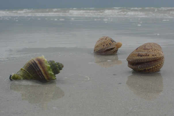 interdiction_peche_coquillages_arcachon_mai_2010