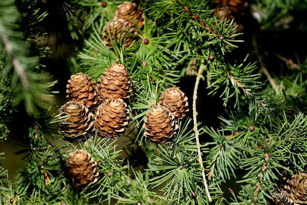 points_collectes_recyclage_sapin_paris points_collectes_recyclage_sapin_paris