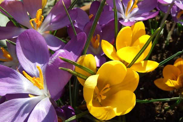 entree_gratuite_salon_cote_jardin_toulouse_mars_2012 MenagereMag.com