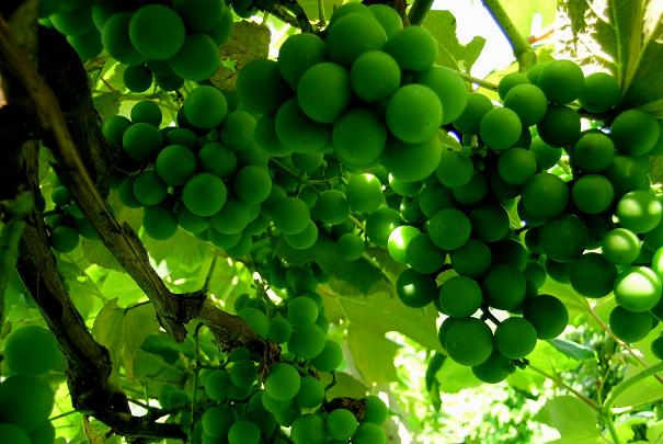 consommation_vins_non_bios_sulfites_allergies MenagereMag.com