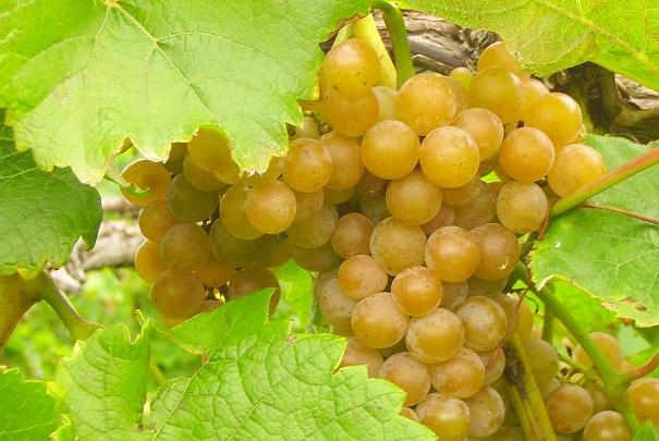 dates_foires_aux_vins_2012_supermarches MenagereMag.com