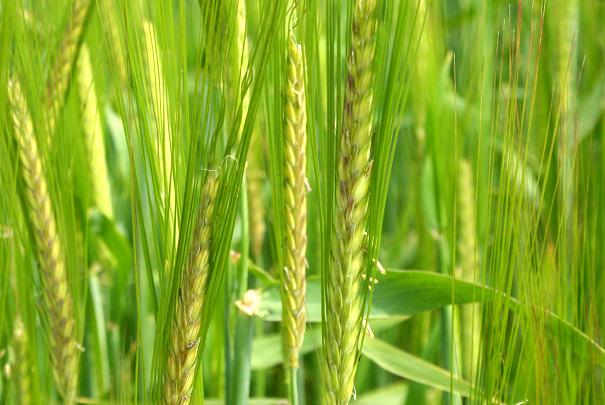 entree_gratuite_invitation_salon_marjolaine_paris_2012 MenagereMag.com