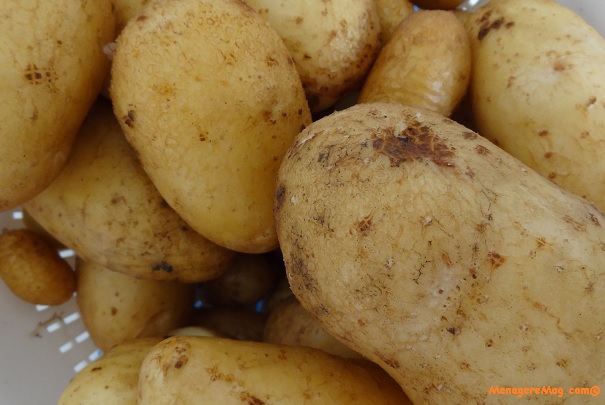 La pomme-de-terre Charlotte est la variété la plus cultivée dans les potagers